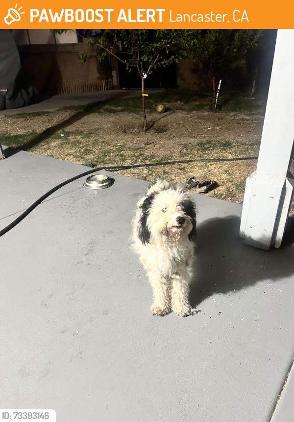 Found/Stray Unknown Dog last seen Between avenue J and ave K near division street, Lancaster, CA 93535