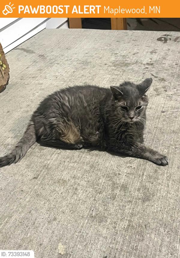 Found/Stray Unknown Cat last seen Linwood Ave and Ferndale, Maplewood, MN 55119