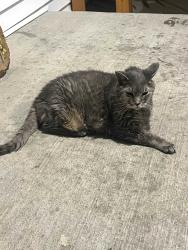 Found/Stray Unknown Cat last seen Linwood Ave and Ferndale, Maplewood, MN 55119