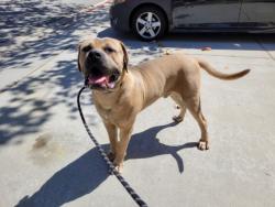 Shelter Stray Male Dog last seen , 957 N Gaffey St, San Pedro, CA 90731, USA
