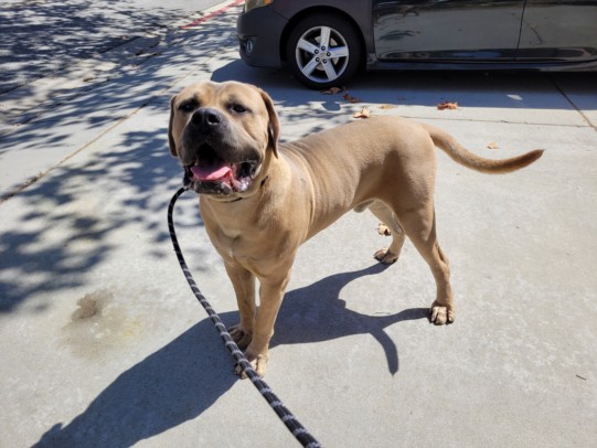 Shelter Stray Male Dog last seen , 957 N Gaffey St, San Pedro, CA 90731, USA