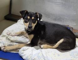 Shelter Stray Male Dog last seen BYRON BAY DR, 3951 Fruitvale Ave, Bakersfield, CA 93308, USA