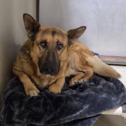 Shelter Stray Male Dog last seen Near BLOCK WISTARIA ST, BAKERSFIELD CA 93308, 3951 Fruitvale Ave, Bakersfield, CA 93308, USA