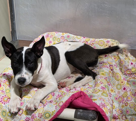 Shelter Stray Female Dog last seen JEAN DR, MOJAVE CA 93501, 3951 Fruitvale Ave, Bakersfield, CA 93308, USA