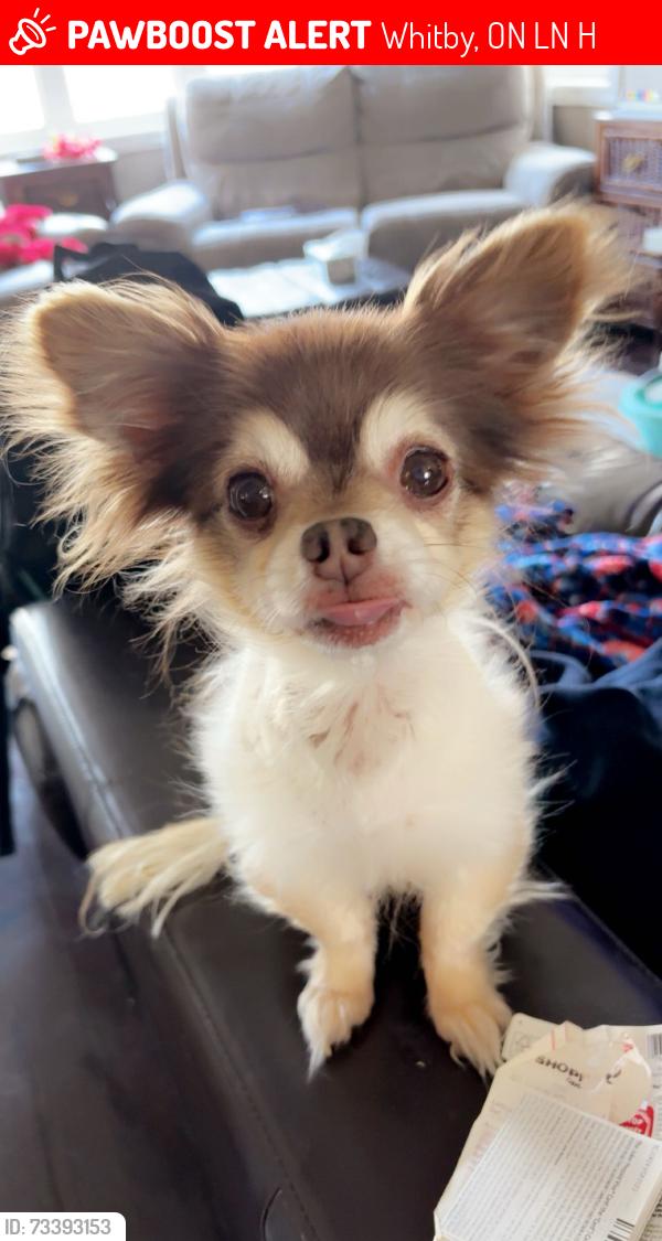 Lost Male Dog last seen Victoria st, Whitby, ON L1N 0H6