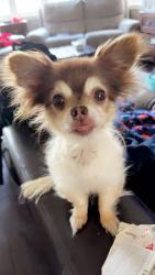 Lost Male Dog last seen Victoria st, Whitby, ON L1N 0H6