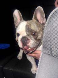 Found/Stray Male Dog last seen Carver rd and Briggsmore Ave, Modesto, CA 95350