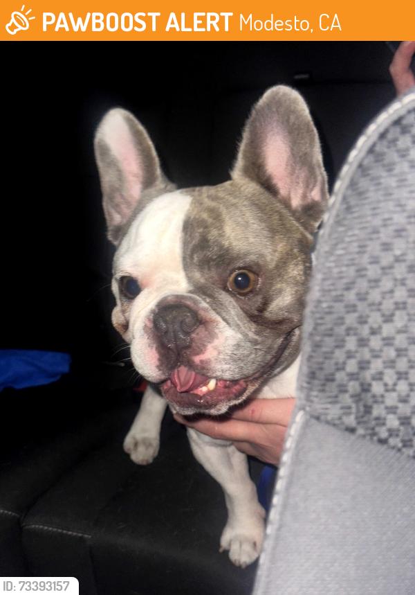 Found/Stray Male Dog last seen Carver rd and Briggsmore Ave, Modesto, CA 95350