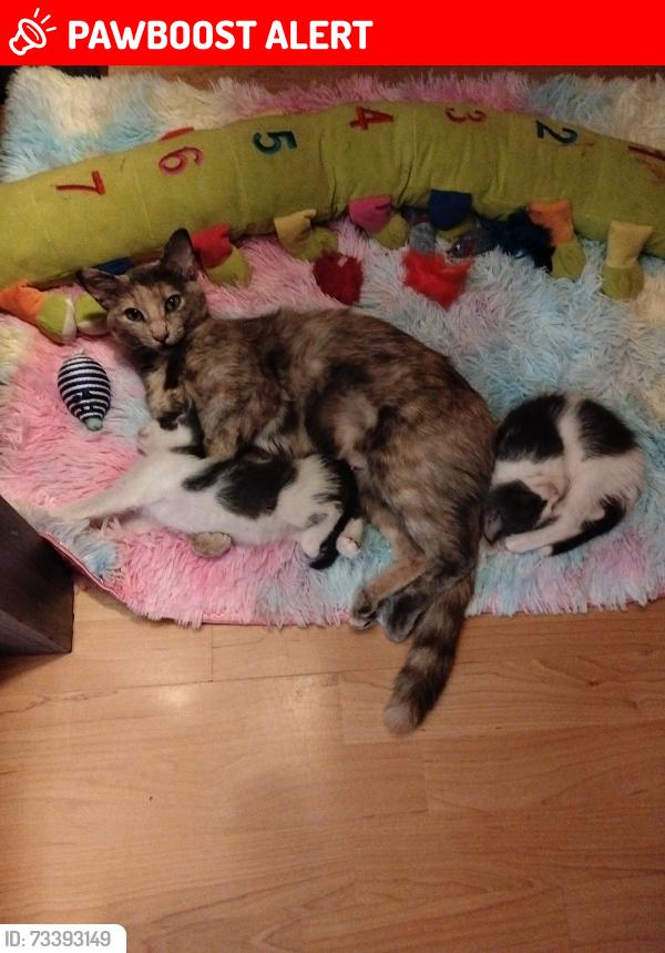 Lost Female Cat last seen Av. Condor y Av. Alcón, Ecatepec de Morelos, Méx. 55140