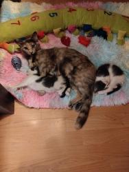 Lost Female Cat last seen Av. Condor y Av. Alcón, Ecatepec de Morelos, Méx. 55140