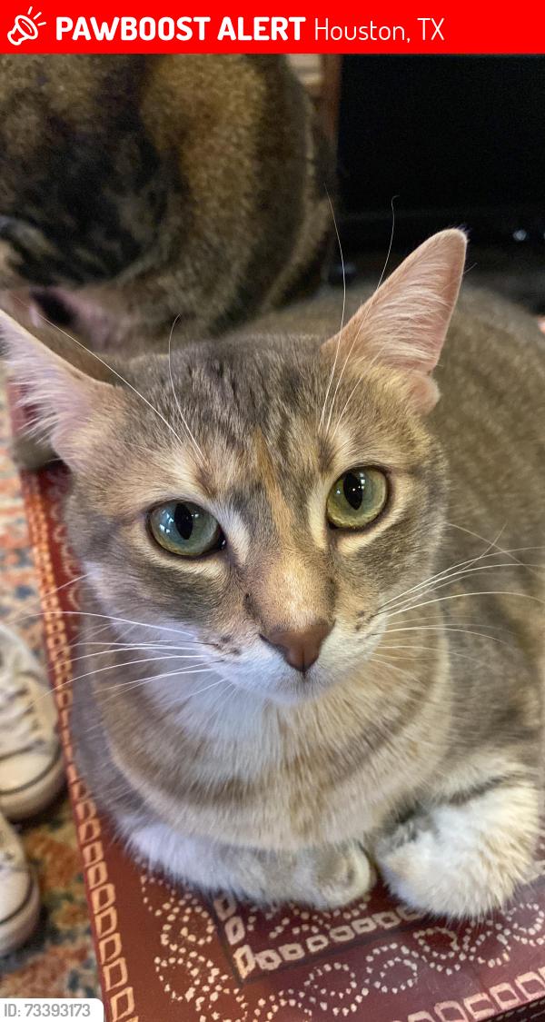 Lost Female Cat last seen West Clay between McDuffie and Dunlavy, Houston, TX 77019