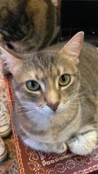 Lost Female Cat last seen West Clay between McDuffie and Dunlavy, Houston, TX 77019