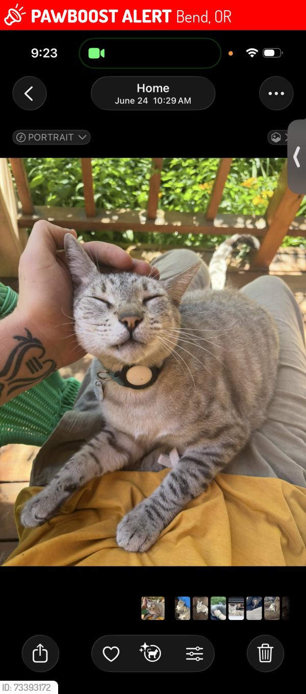 Lost Male Cat last seen 8th street, Bend, OR 97701