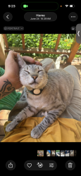 Lost Male Cat last seen 8th street, Bend, OR 97701