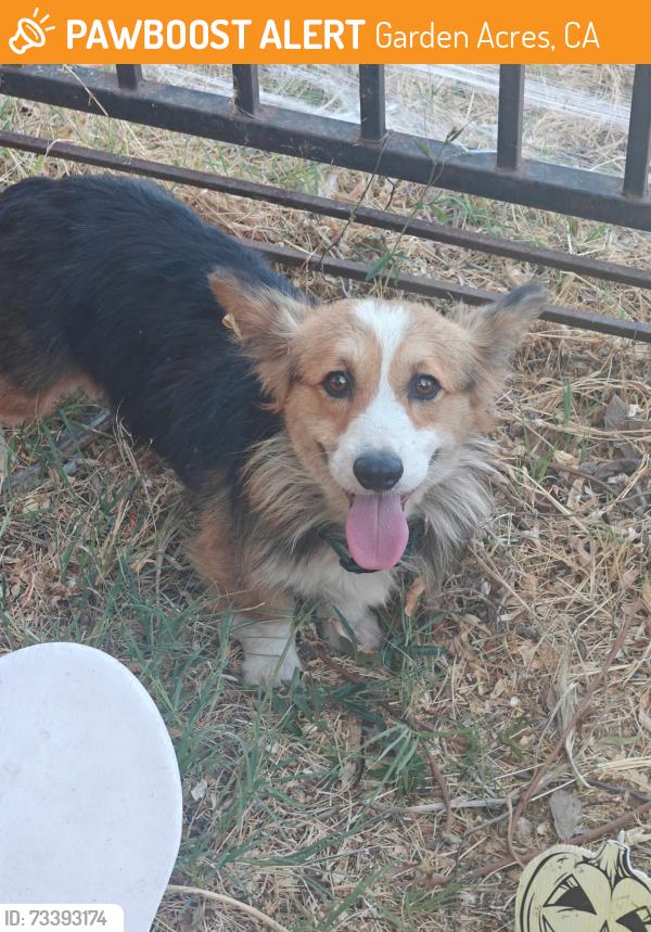 Found/Stray Male Dog last seen Washington and Sinclair, Garden Acres, CA 95215