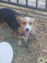 Found/Stray Male Dog last seen Washington and Sinclair, Garden Acres, CA 95215