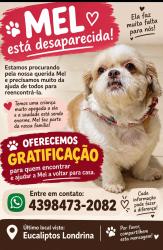 Lost Female Dog last seen Antônio Martins Fernandes 33, Eucaliptos, PR 86031-670