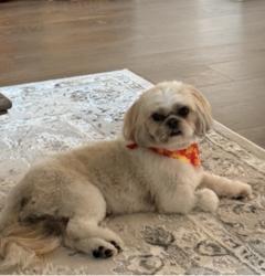 Reunited Female Dog last seen Avery Arbor Ln & Towne lake parkway, Cypress, TX 77433