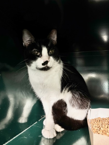 Shelter Stray Male Cat last seen Near Edinburg Dr, CITY of El Paso, TX, 5001 Fred Wilson Ave, El Paso, TX 79906, USA