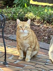 Lost Male Cat last seen Keed Avenue, Baton Rouge, LA 70806