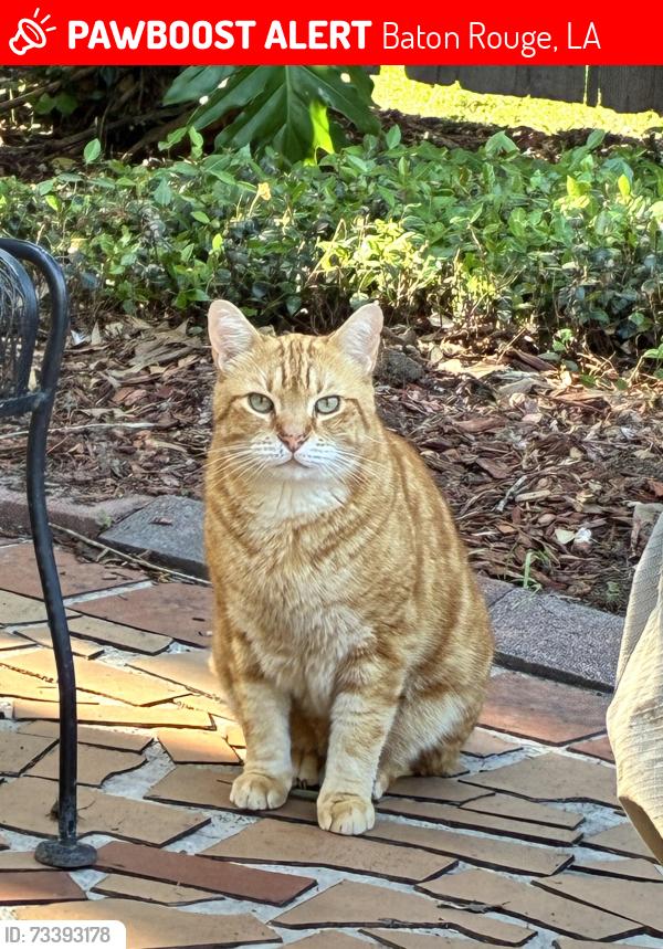 Lost Male Cat last seen Keed Avenue, Baton Rouge, LA 70806