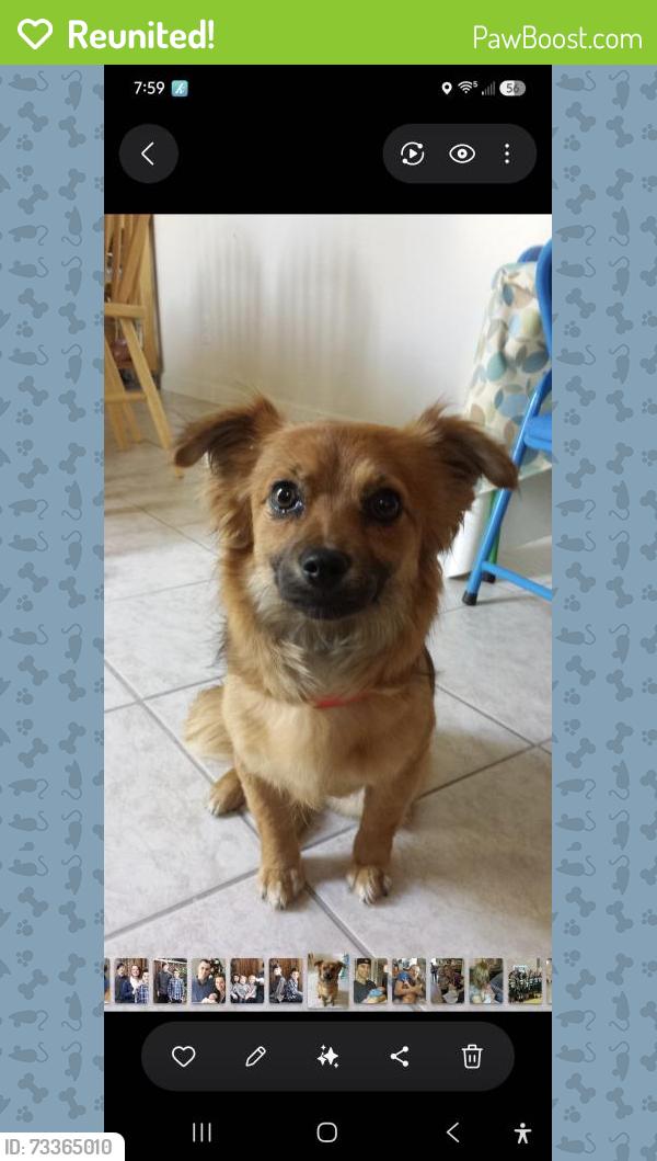 Reunited Female Dog last seen Near Vista Point Drive, Victorville, CA 92395