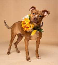 Shelter Stray Female Dog last seen Near Camelot Dr, South Fulton, GA, 1251 Fulton Industrial Blvd NW, Atlanta, GA 30336, USA