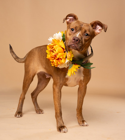 Shelter Stray Female Dog last seen Near Camelot Dr, South Fulton, GA, 1251 Fulton Industrial Blvd NW, Atlanta, GA 30336, USA