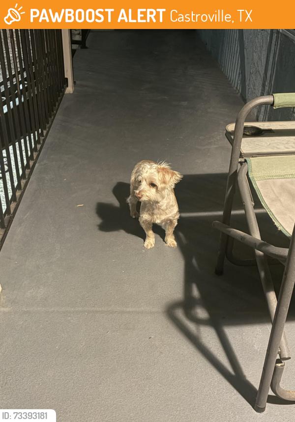 Found/Stray Female Dog last seen Village apmts, Castroville, TX 78009