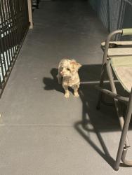 Found/Stray Female Dog last seen Village apmts, Castroville, TX 78009