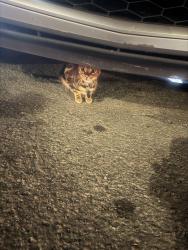 Found/Stray Unknown Cat last seen Car mechanic, Montréal, QC H3N 1G4