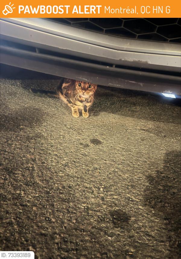 Found/Stray Unknown Cat last seen Car mechanic, Montréal, QC H3N 1G4