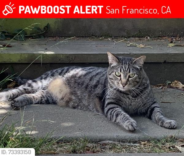 Lost Male Cat last seen Page and Pierce, San Francisco, CA 94117