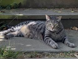 Lost Male Cat last seen Page and Pierce, San Francisco, CA 94117