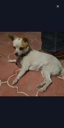 Lost Female Dog last seen Near Kings Hill Jehovah Witness Church, Taken from a trailer Park home, Lakeville, MN 55044