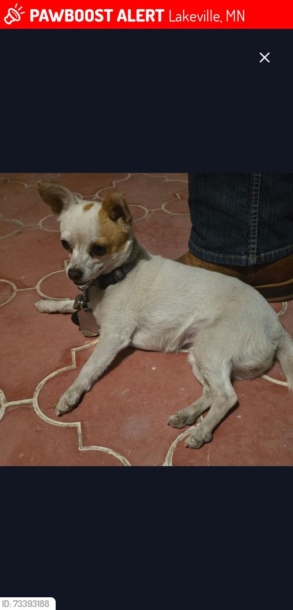 Lost Female Dog last seen Near Kings Hill Jehovah Witness Church, Taken from a trailer Park home, Lakeville, MN 55044