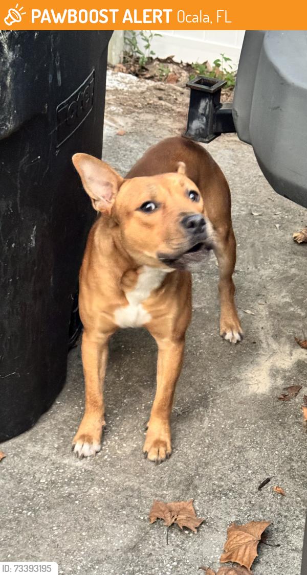 Found/Stray Male Dog last seen Southeast 110th St. between Bellevue and Florida horse Park, Ocala, FL 34480