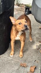 Found/Stray Male Dog last seen Southeast 110th St. between Bellevue and Florida horse Park, Ocala, FL 34480
