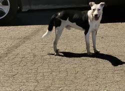 Found/Stray Unknown Dog last seen Near block Conner Street, San Antonio, TX 78204