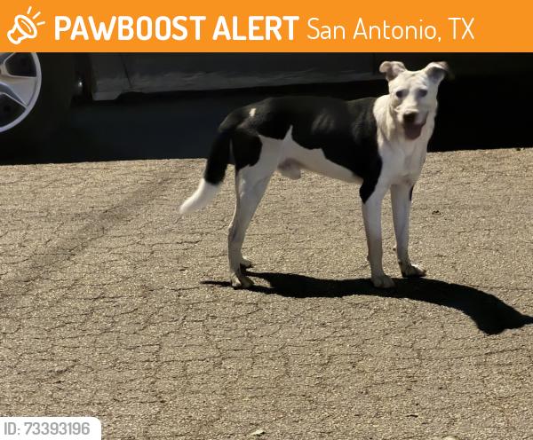 Found/Stray Unknown Dog last seen Near block Conner Street, San Antonio, TX 78204
