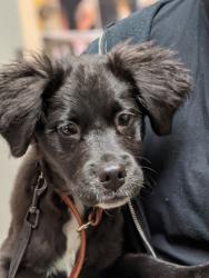 Shelter Stray Male Dog last seen Near Welch Road, San Diego, CA, 92134, 5500 Gaines St, San Diego, CA 92110, USA