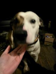 Found/Stray Male Dog last seen Mathis paving Jonesville, Jonesville, NC 28642