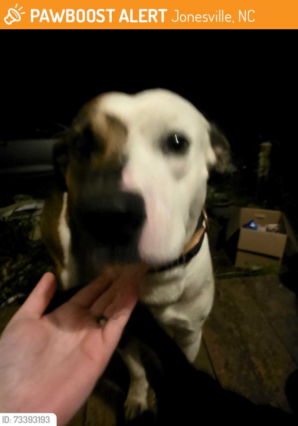 Found/Stray Male Dog last seen Mathis paving Jonesville, Jonesville, NC 28642