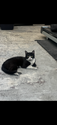 Lost Female Cat last seen By the school, Los Angeles, CA 90003