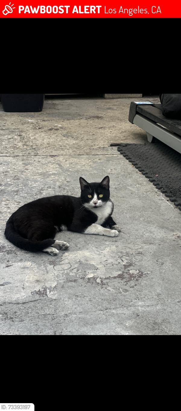 Lost Female Cat last seen By the school, Los Angeles, CA 90003