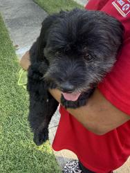 Reunited Female Dog last seen Arbor spring drive, Charlotte, NC 28269