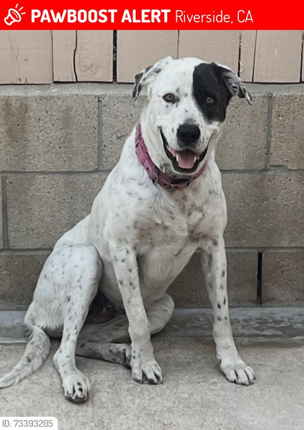 Lost Female Dog last seen Main st and Stoddard ave, Riverside, CA 92501