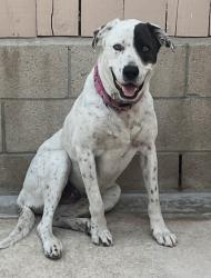 Lost Female Dog last seen Main st and Stoddard ave, Riverside, CA 92501