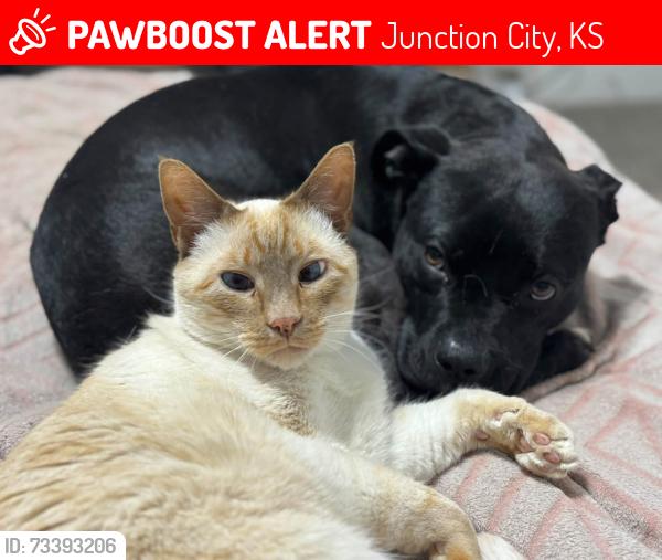 Lost Male Cat last seen Chestnut, Junction City, KS 66441