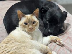 Lost Male Cat last seen Chestnut, Junction City, KS 66441